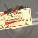 Neotiphia Malloch 1918的圖片