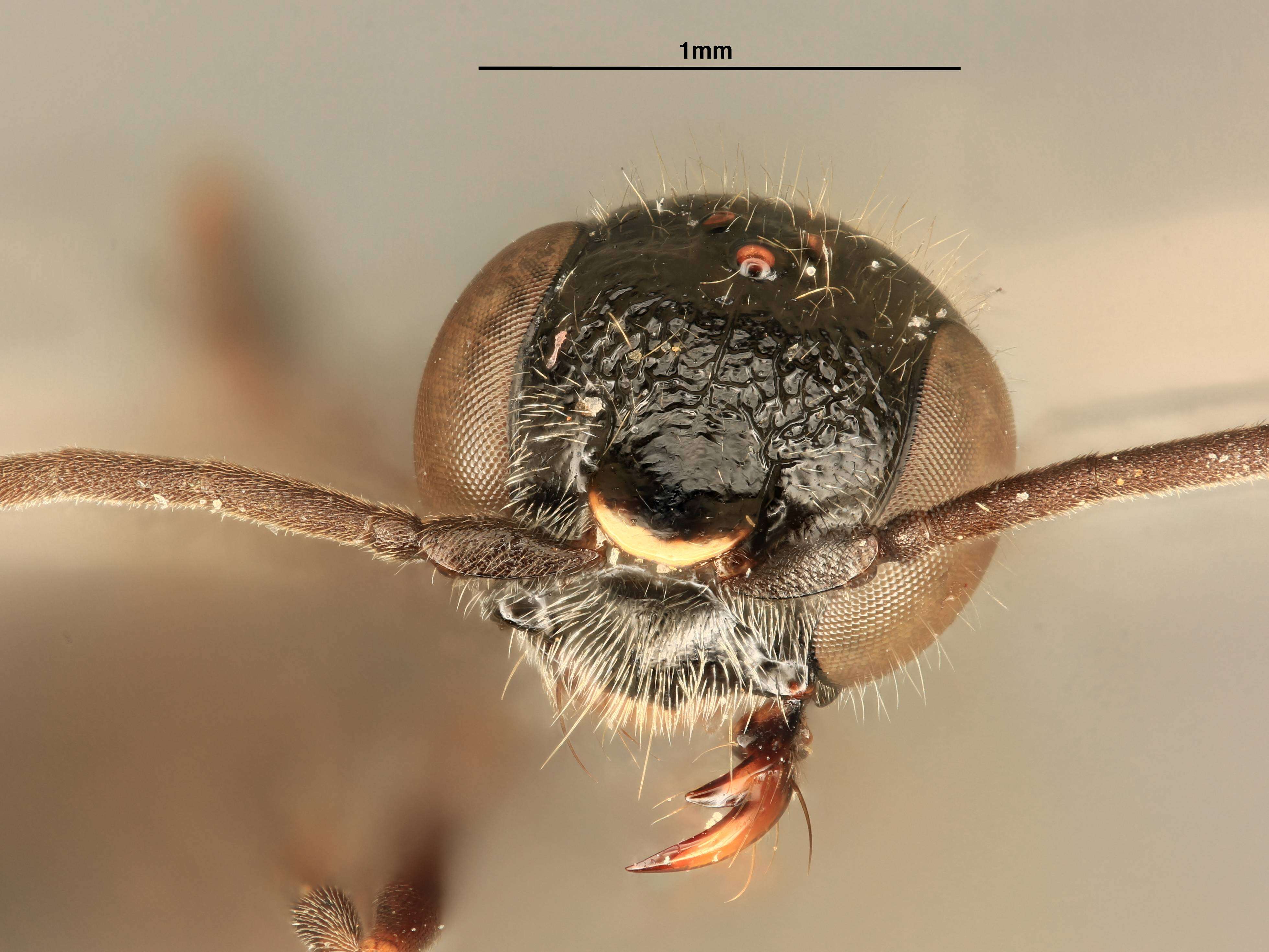 Image of Dolichurus clypealis Tsuneki ex Tsuneki et al. 1992