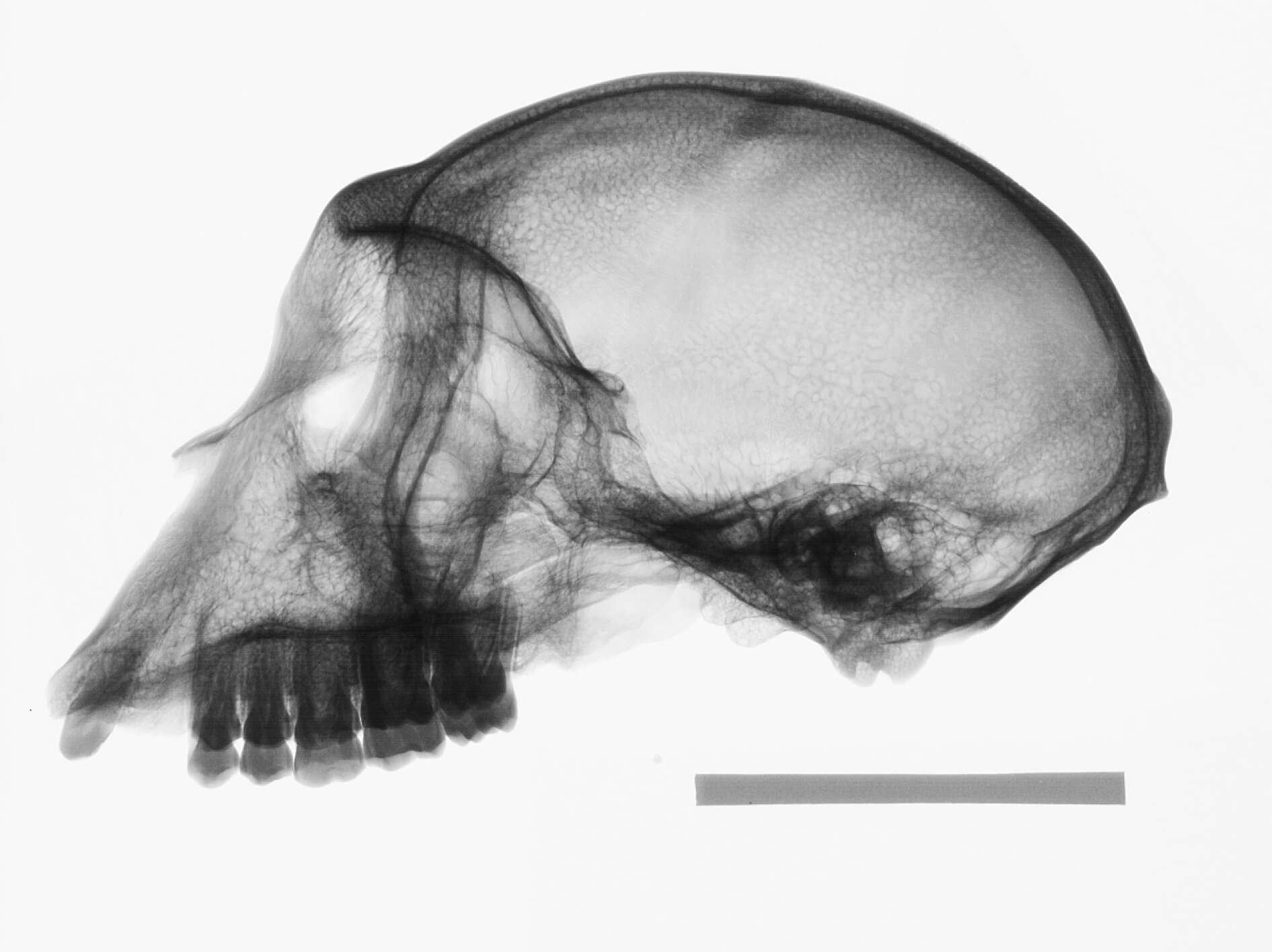 Слика од Macaca cyclopis (Swinhoe 1863)