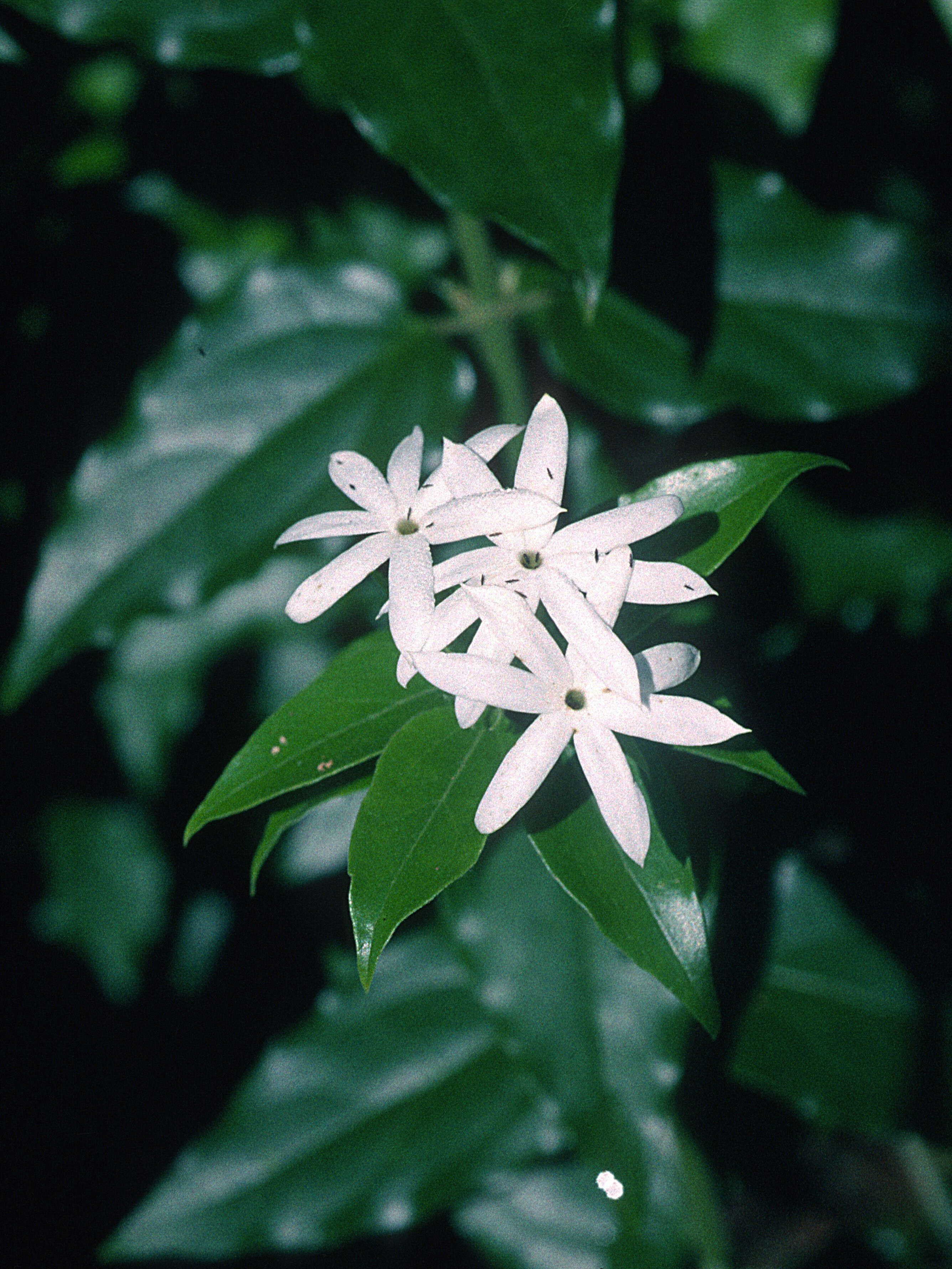 Image de Jasminum multiflorum (Burm. fil.) Andrews