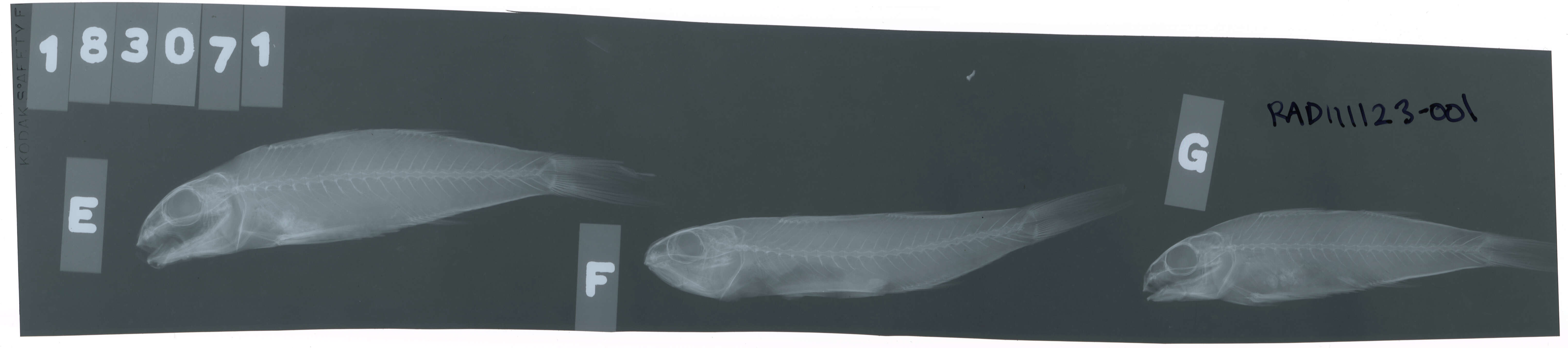 Image of Dark-barred goatfish