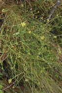 Image of littleleaf buckbrush