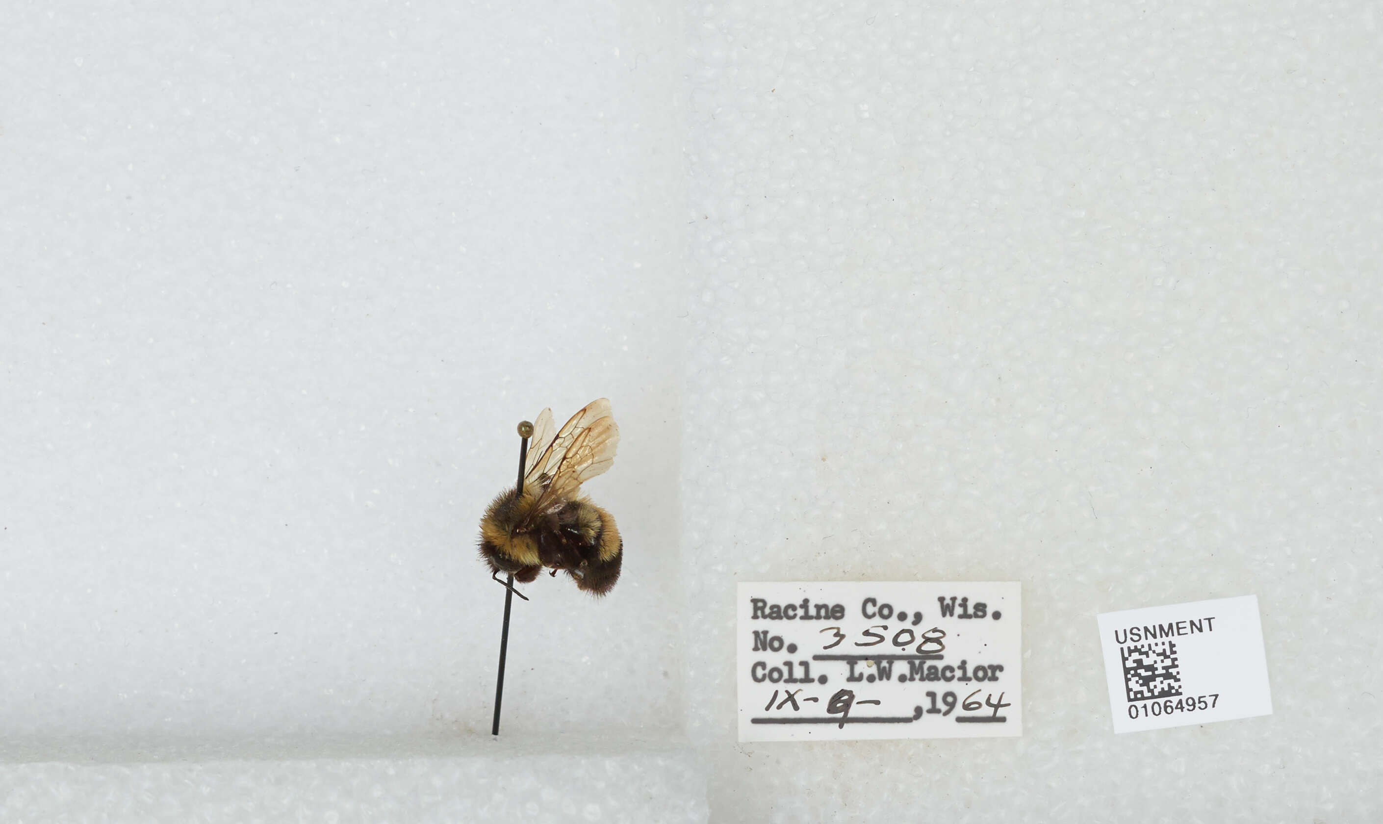 Слика од Bombus affinis Cresson 1864