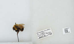 Слика од Bombus affinis Cresson 1864