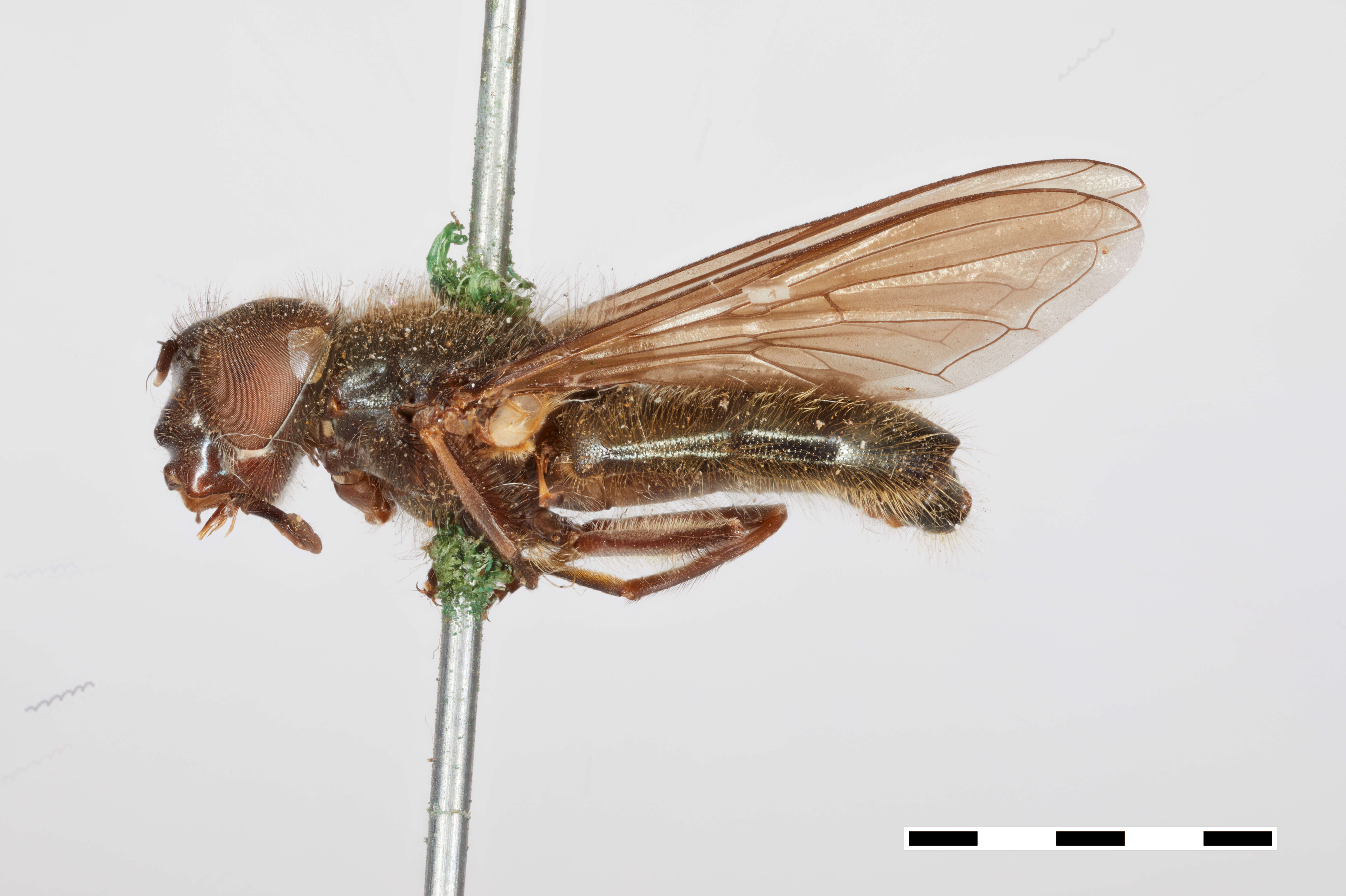 Image of Cheilosia occidentalis Williston 1882