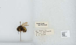 Image of Sitka bumble bee