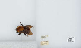 Image of Bombus atripes Smith 1852