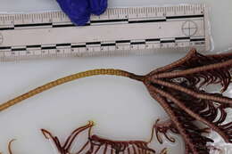 Image of Crinoidea