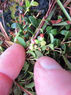 Vaccinium crassifolium subsp. crassifolium resmi