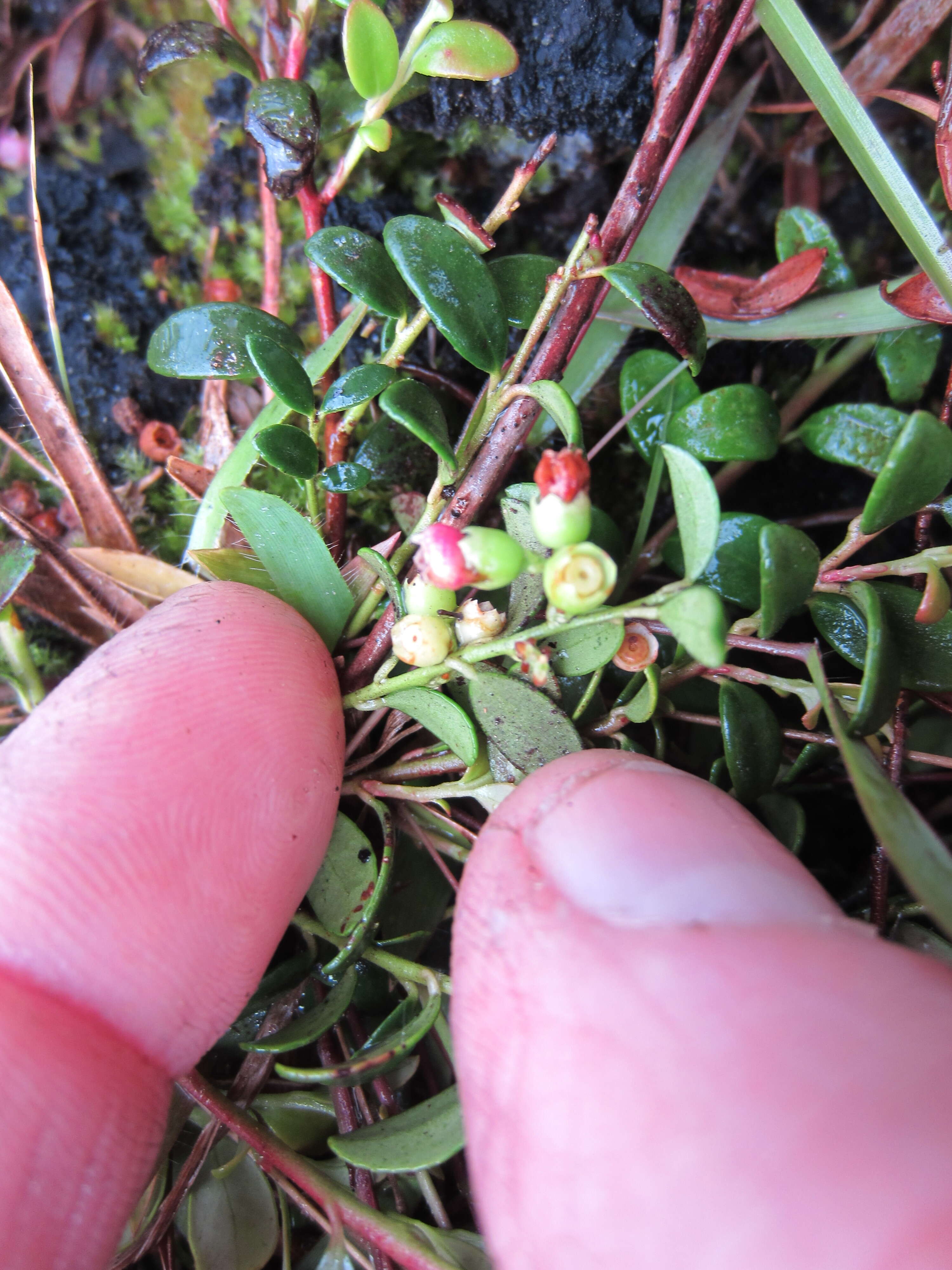 Vaccinium crassifolium subsp. crassifolium的圖片