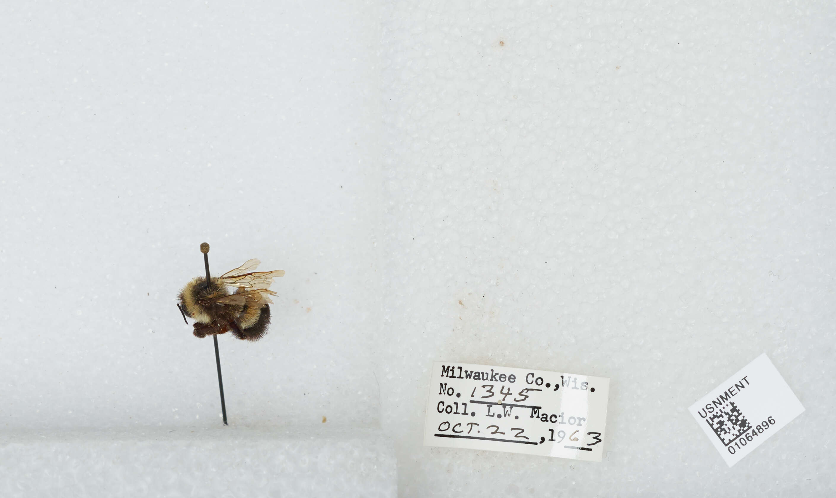 Слика од Bombus affinis Cresson 1864