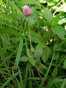 Gomphrena serrata L. resmi