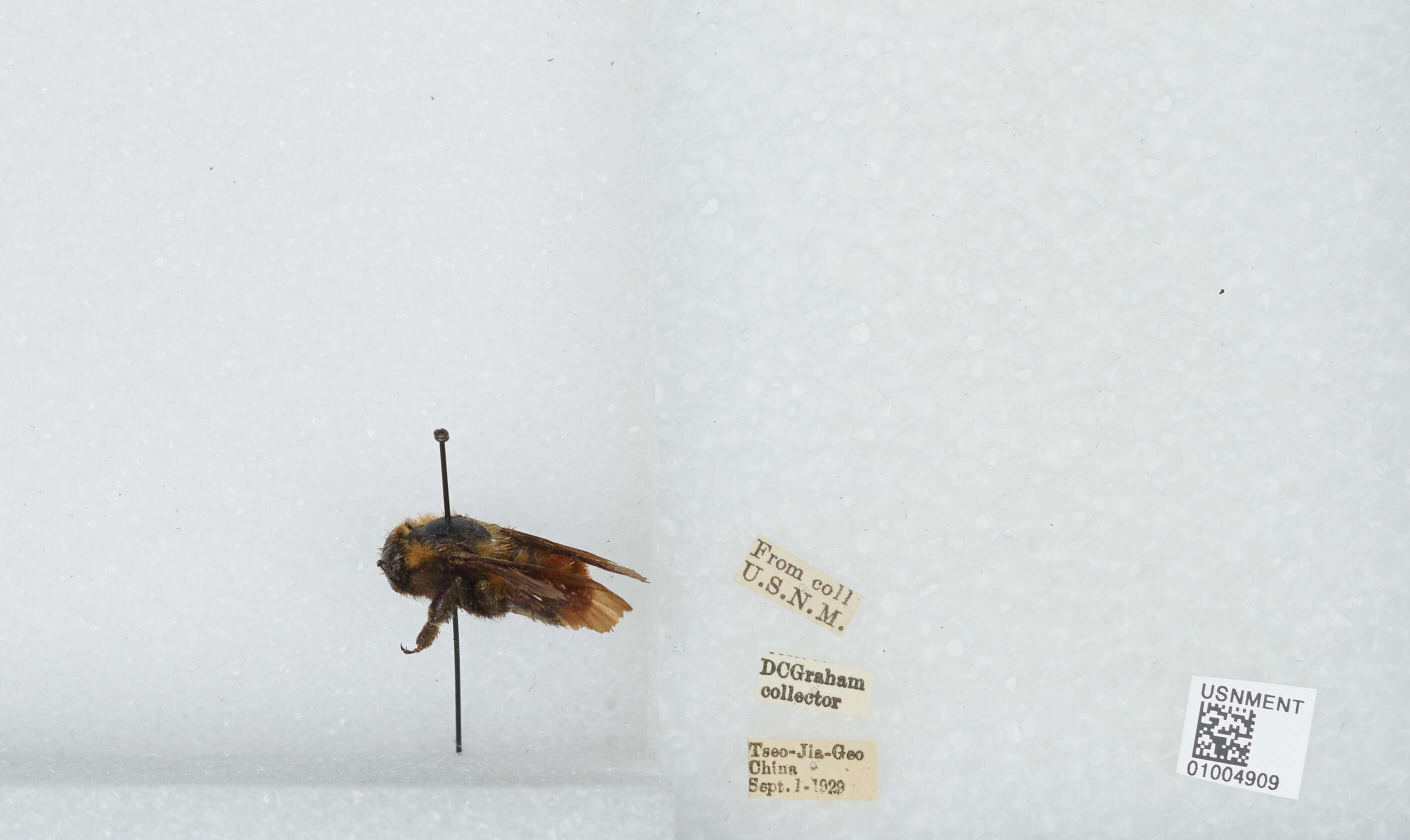 Image of Bombus atripes Smith 1852