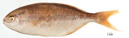 Image of Bluestriped chub