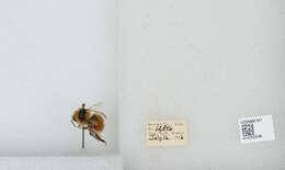 Image de Bombus sylvicola Kirby 1837