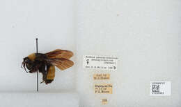 Image of American Bumblebee