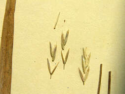 Image of Hookerochloa eriopoda (Vickery) S. W. L. Jacobs