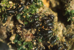 Image of Bornetella nitida