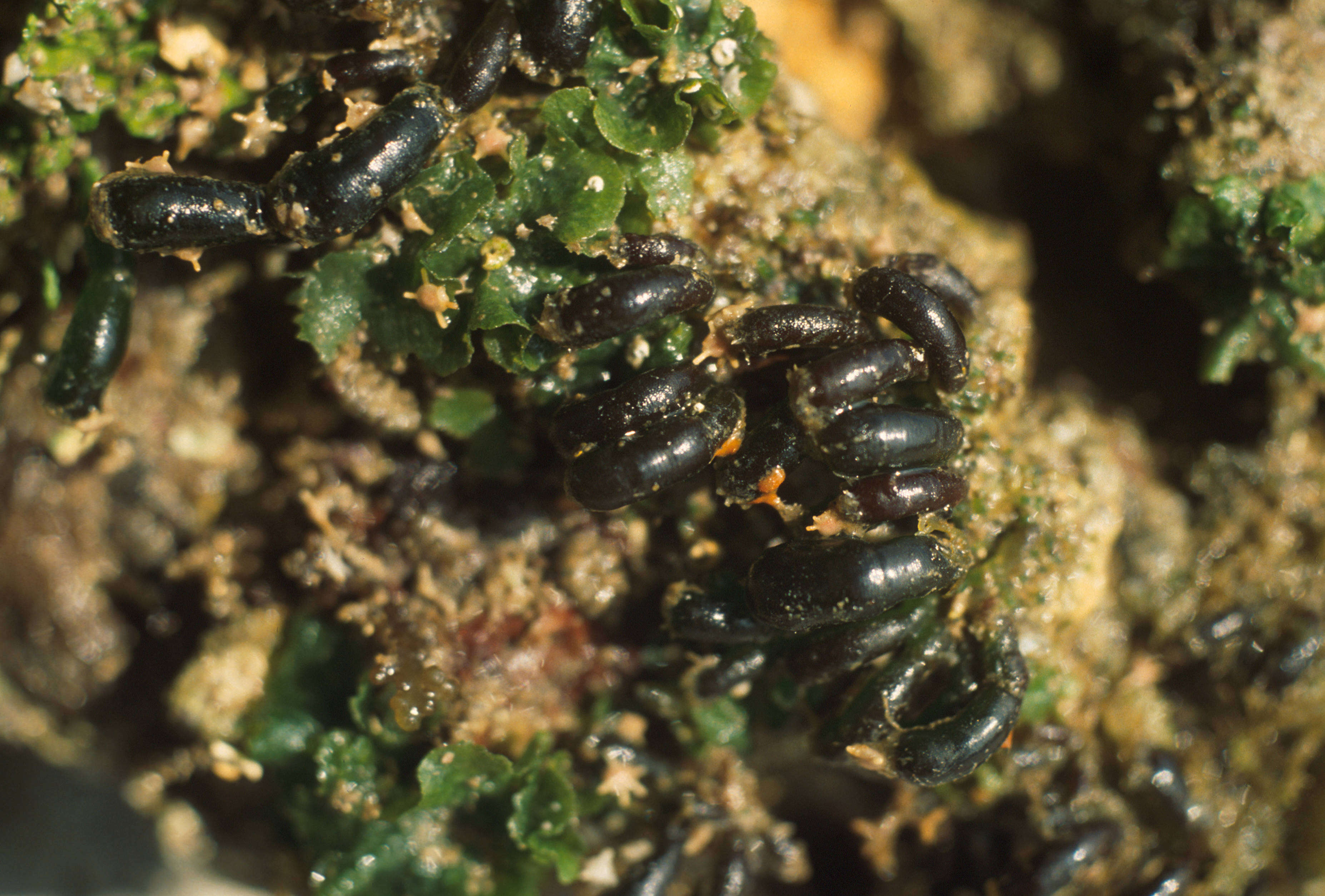 Image de Bornetella nitida