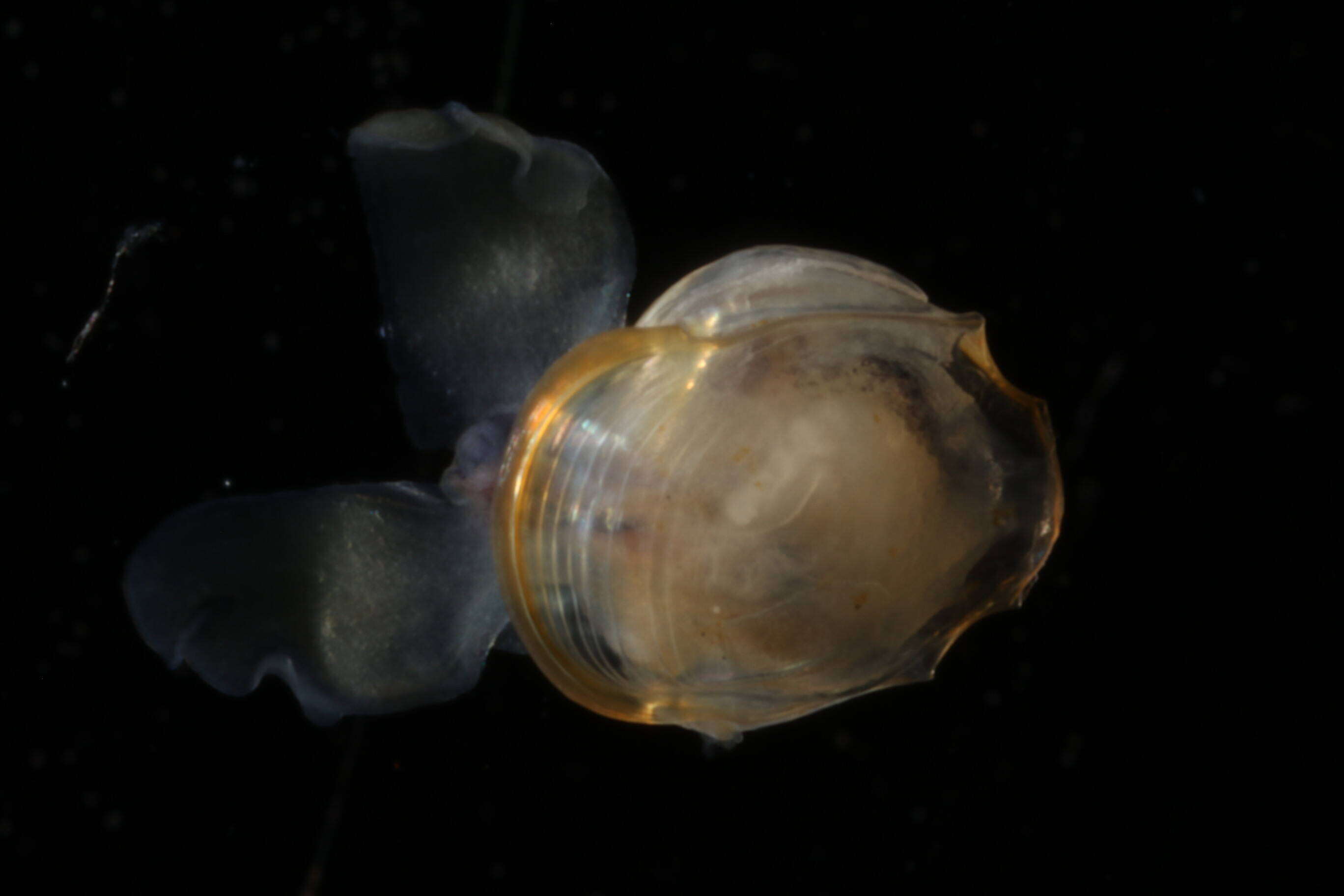 Image of Telodiacria Rampal 2019