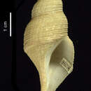 Image of Aforia hedleyi (Dell 1990)