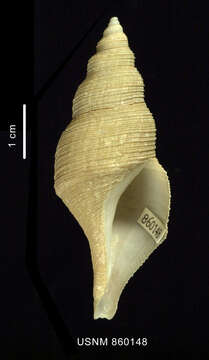 Image of Aforia hedleyi (Dell 1990)