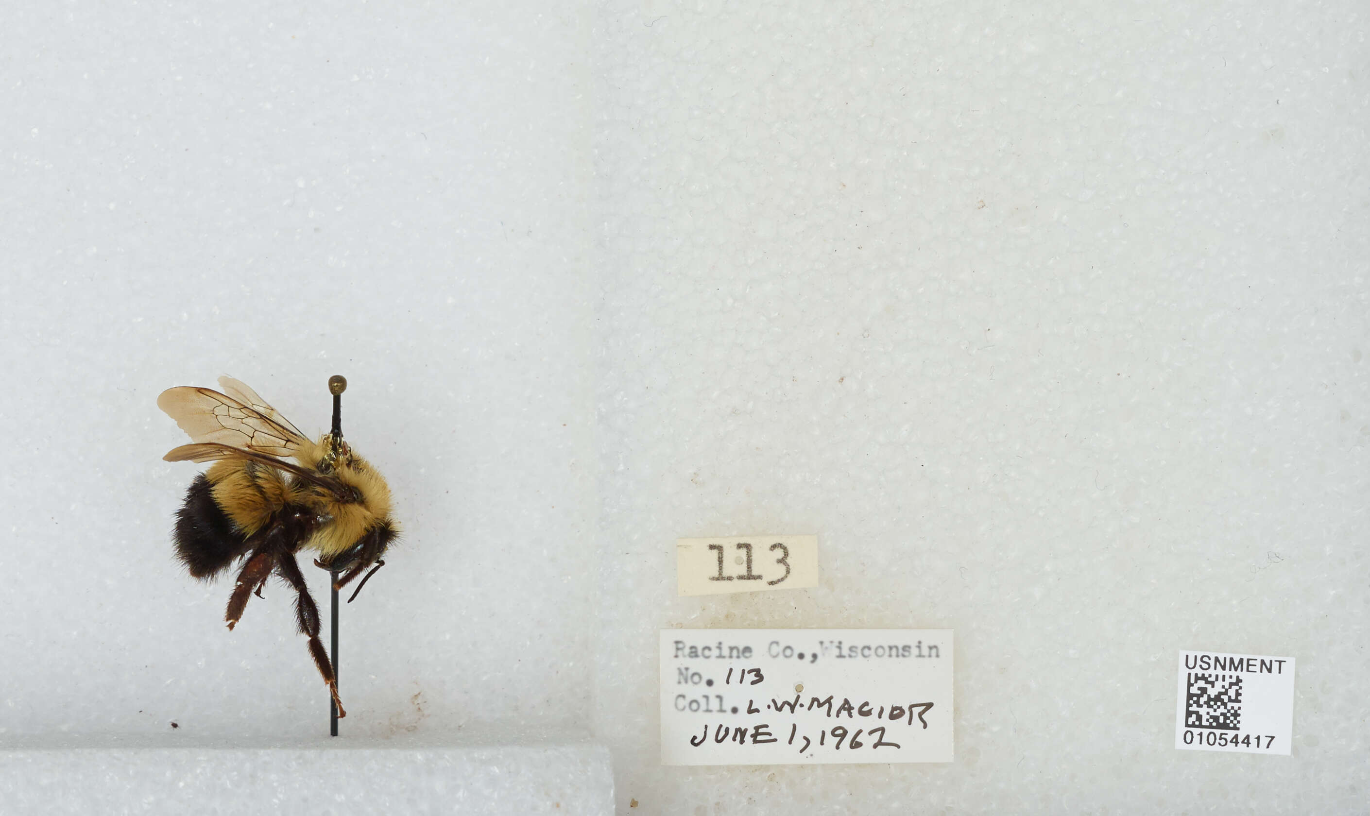 Слика од Bombus affinis Cresson 1864