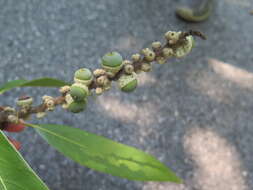 Image of Quercus L.