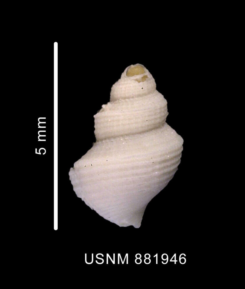 Image of Falsitromina fenestrata (Powell 1951)