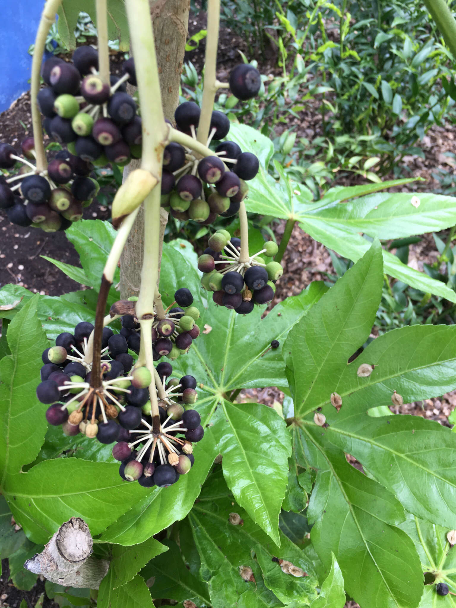 Image of fatsia