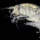 Image of Nasageneia bacescui Ortiz & Lalana 1994