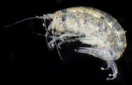 Image of Nasageneia bacescui Ortiz & Lalana 1994