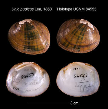 Image of Unio pudicus I. Lea 1860