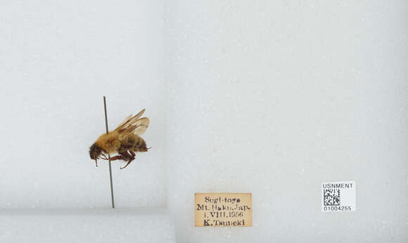 Imagem de Bombus diversus Smith 1869