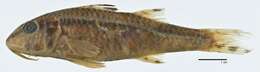 Image of Short-fin goatfish