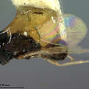 Imagem de Endomychobius flavipes Ashmead 1896