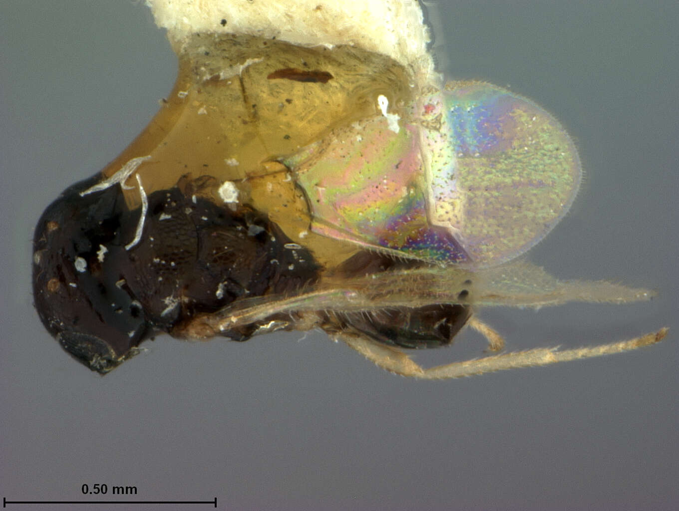 Plancia ëd Endomychobius flavipes Ashmead 1896