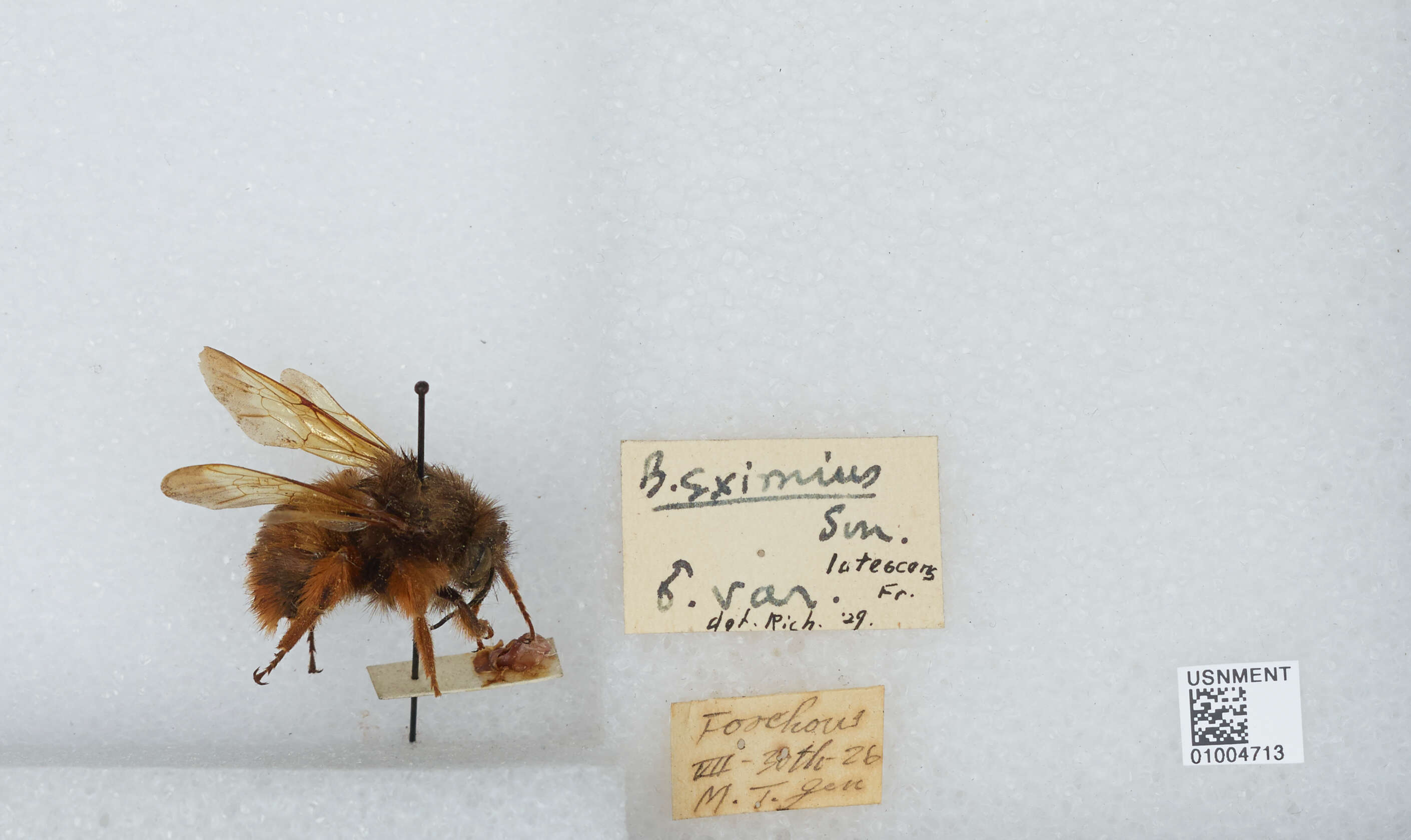 Слика од Bombus eximius Smith 1852