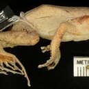 Image of Santa Marta Robber Frog