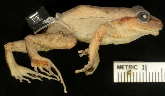 Image of Santa Marta Robber Frog