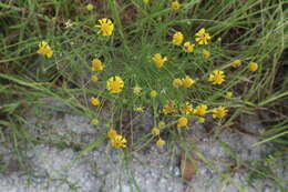 Image de Helenium amarum (Rafin.) H. Rock