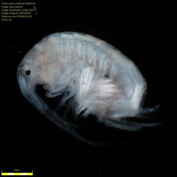 Image of Amphipoda