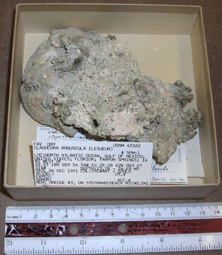 Image de <i>Cladocora arbuscula</i>