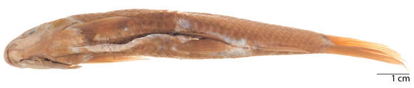 Image of Henicorhynchus lobatus Smith 1945