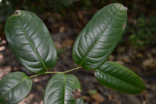 Guatteria scandens Ducke的圖片