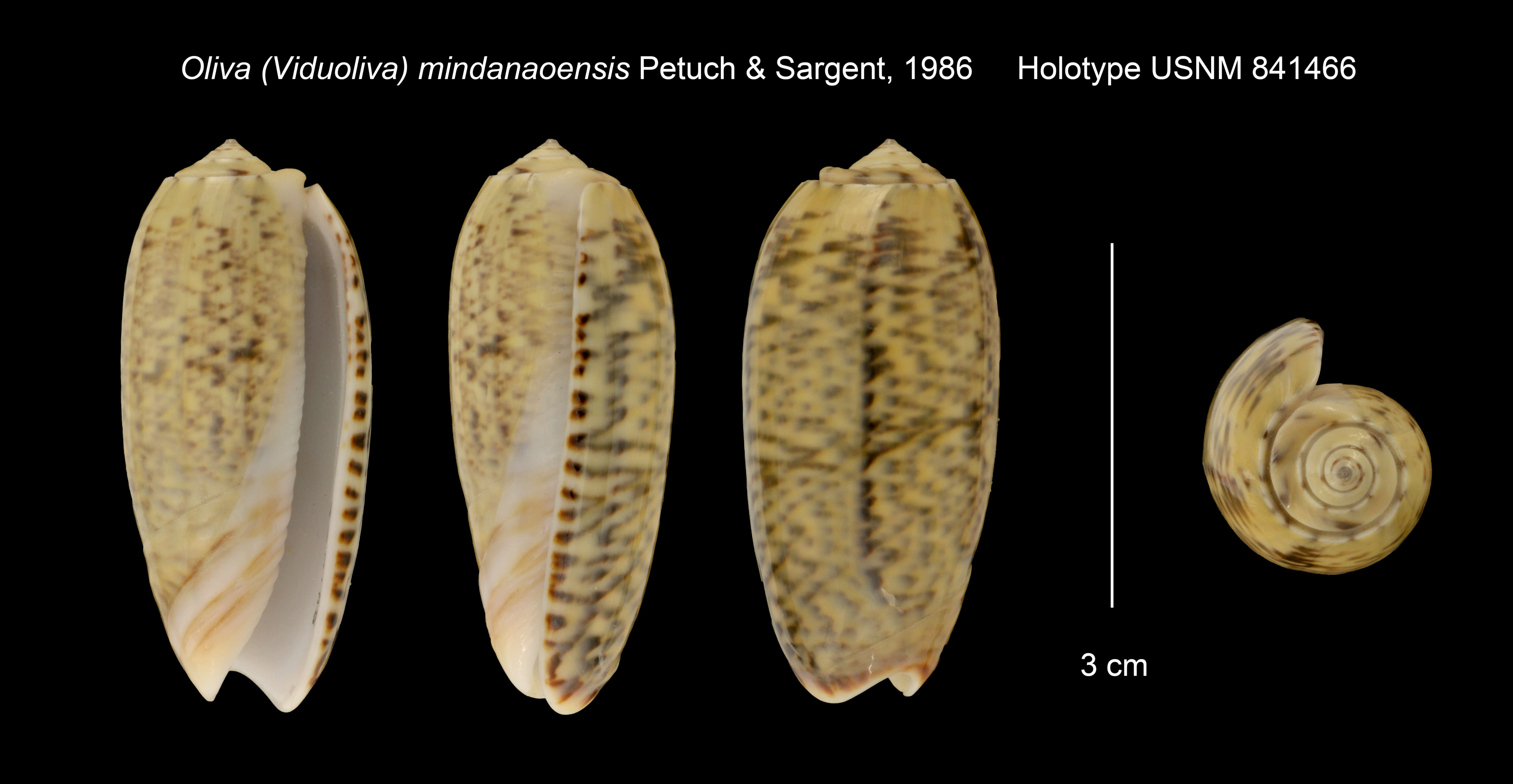 Image of Oliva mindanaoensis Petuch & Sargent 1986