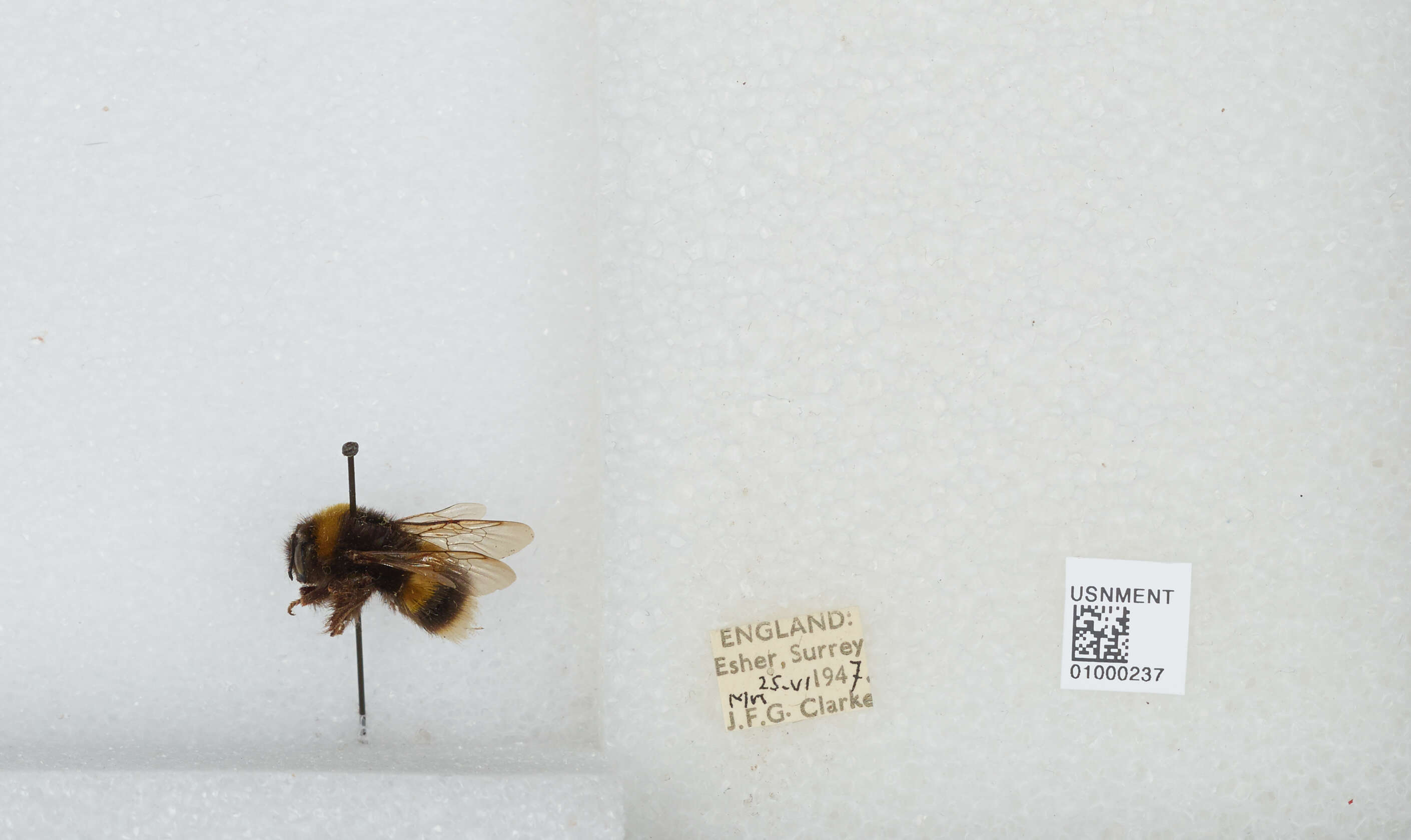 Image of White-tailed bumblebee