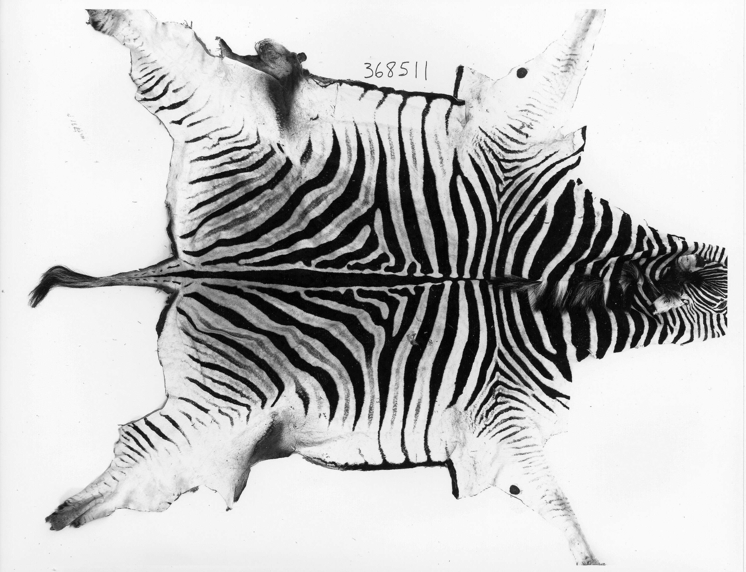 Imagem de Zebra de Burchell