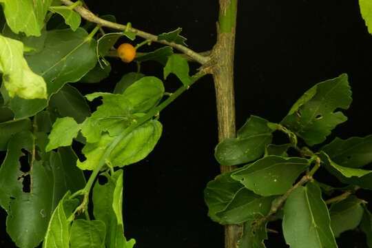 Celtis iguanaea (Jacq.) Sarg. resmi