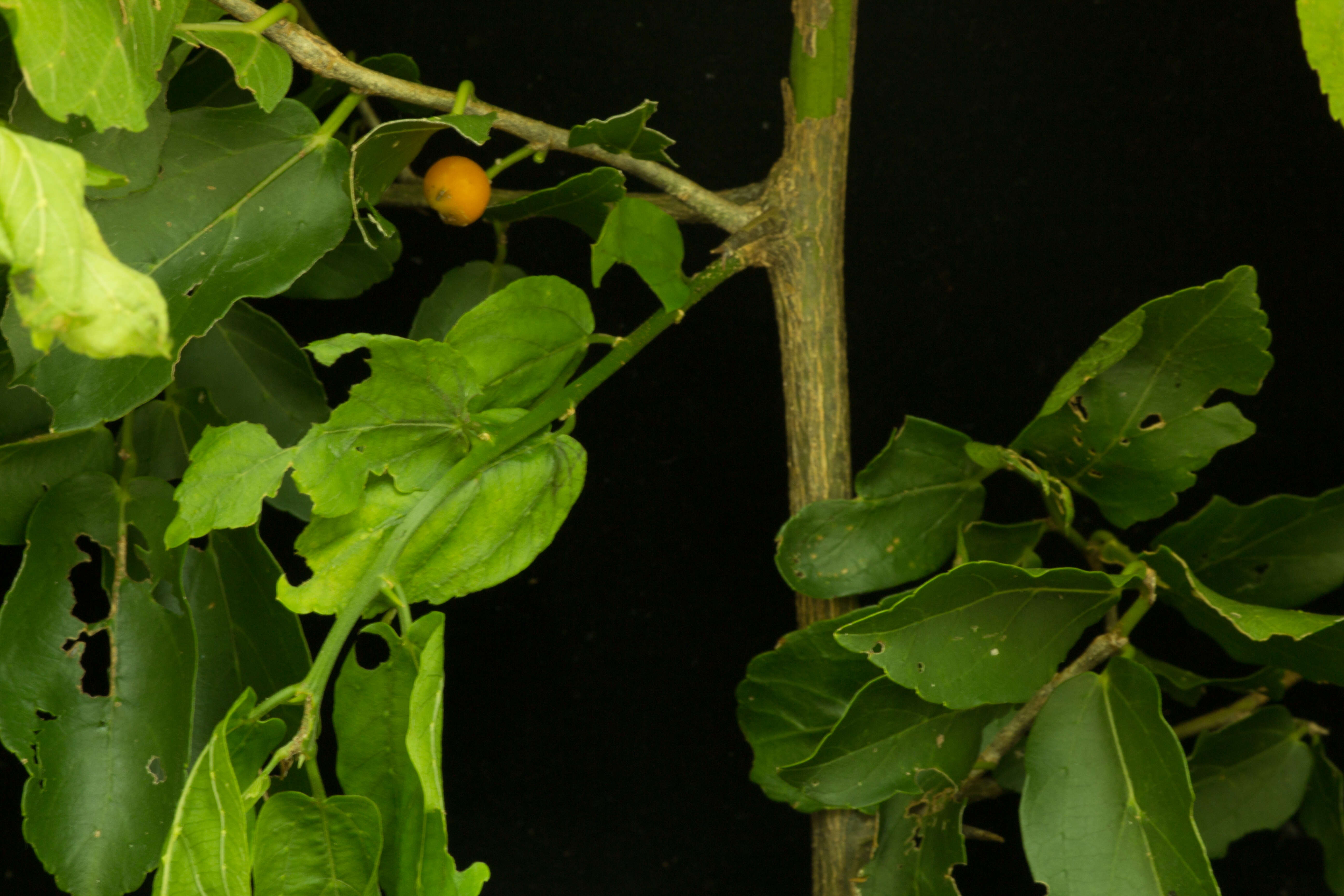 Image of iguana hackberry